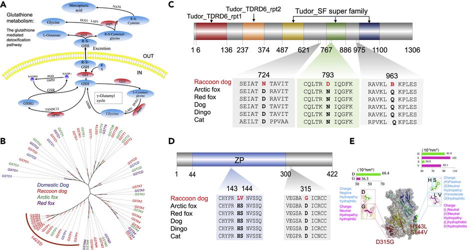 基因编辑的伦理红线（基因编辑的伦理红线包括）