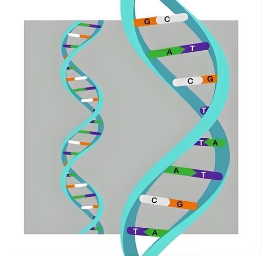 端粒与衰老：时钟（端粒与细胞衰老的关系）