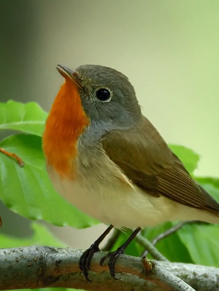 世界上最小的鸟类_世界上最大的鸟类