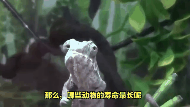 寿命最长的动物是谁？_寿命最长打一准确生肖