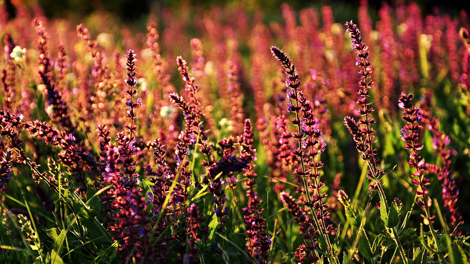 寿命最长的动物是谁？_寿命最长打一准确生肖