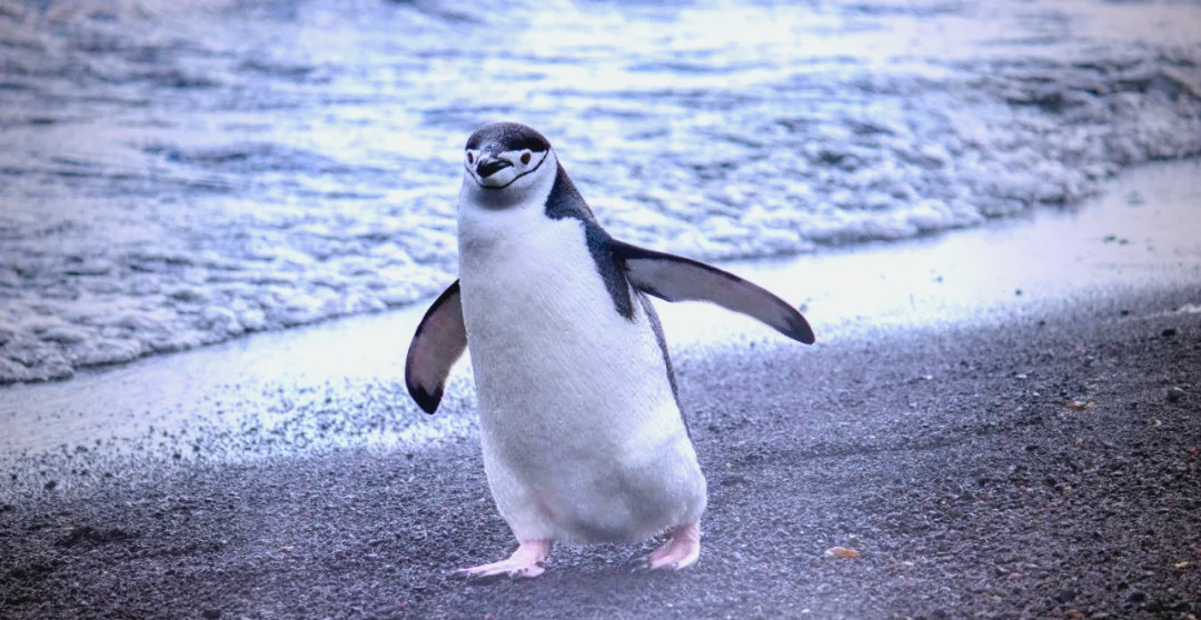 不会飞的鸟有哪些？_不会飞的鸟都有什么