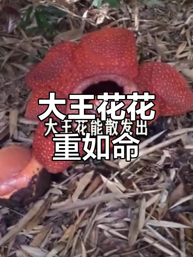 食人花真的存在吗？_食人花 真实